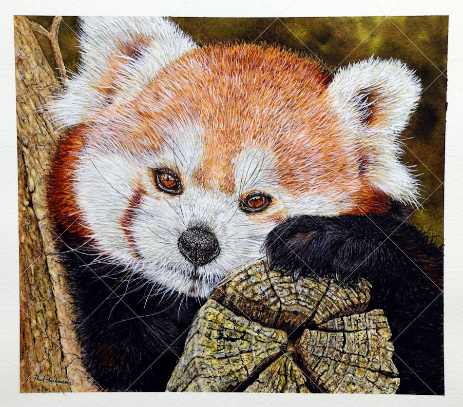 オリジナルのレッサーパンダの水彩画、動物の水彩画、野生動物のアート