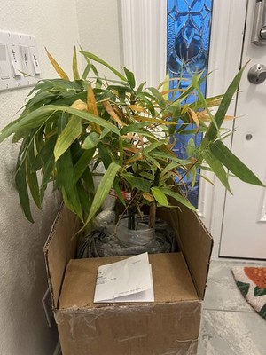 Dwarf Textilis - Bambusa textilis 'RG Dwarf' **NON-INVASIVE