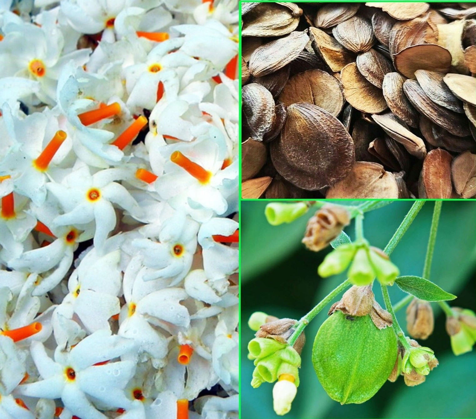 $_57.JPG?set_id=8800005007