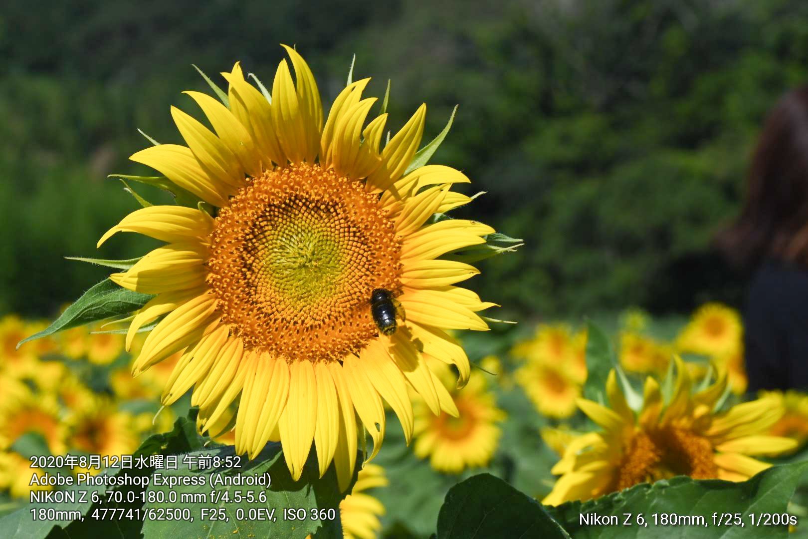 Nikon FX機で安レンズを使っている人のスレ2本目