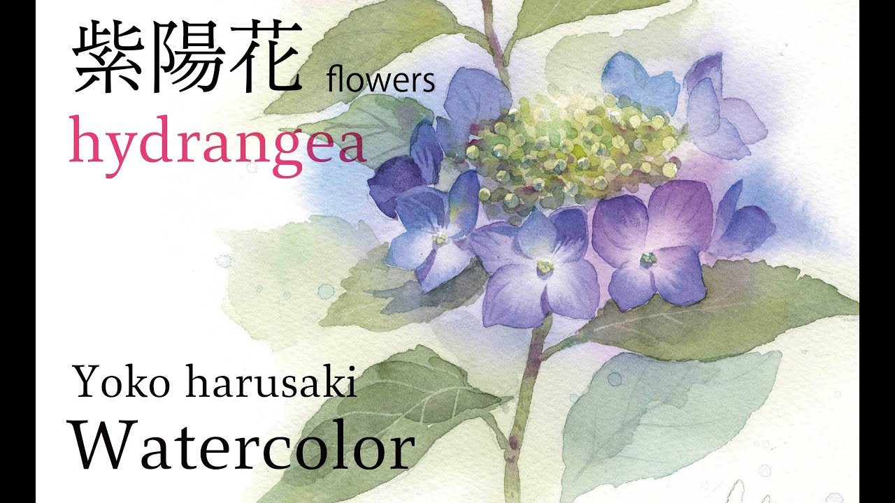 水彩画 紫陽花の描き方 How to draw watercolors［hydrangea］春崎陽子