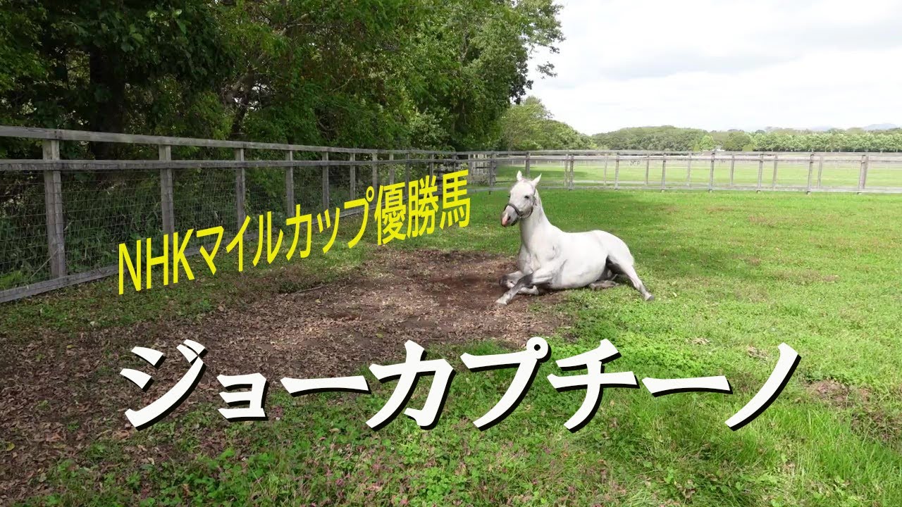 NHKマイルカップ優勝馬 ジョーカプチーノ Jo Cappuccino - YouTube