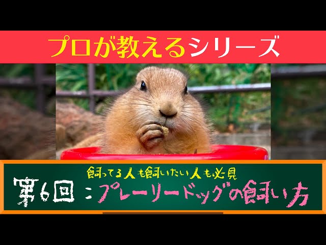 Comprehensive explanation] How to care for prairie dogs, taught by