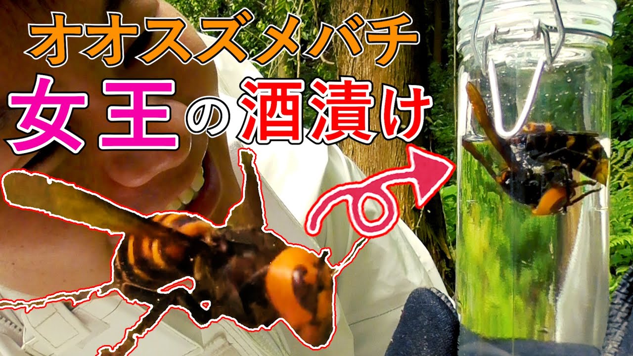 オオスズメバチ】女王蜂を捕まえて酒漬けにするぞ - YouTube