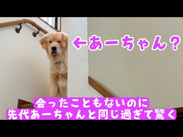 Triplets] Pin-chan does exactly the same thing as her predecessor