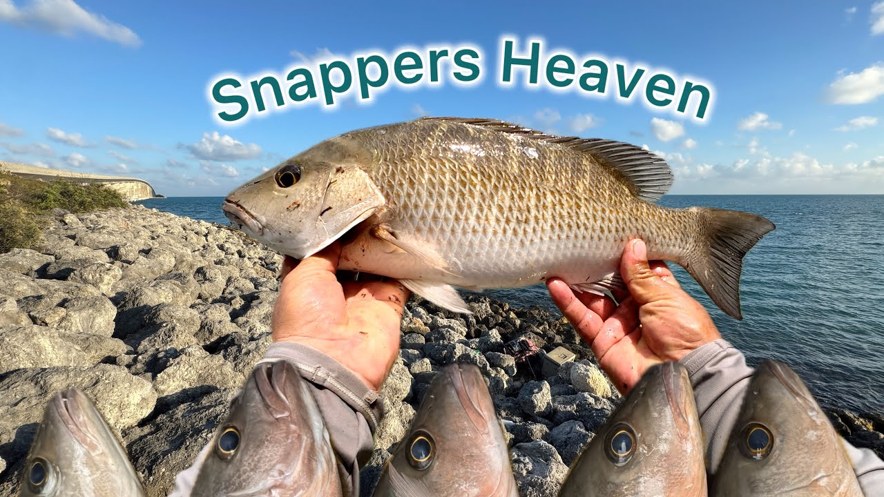 Florida keys Snappers Mayhem-The Best fishing day of 2025 - YouTube