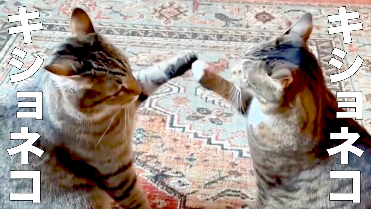 A cat whose catchphrase is 