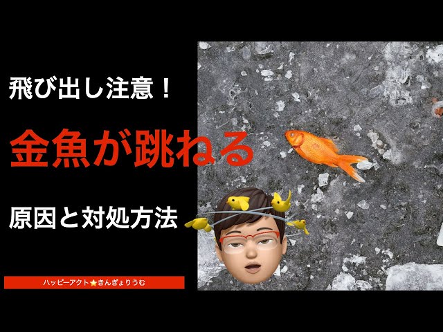 Beware of jumping! We explain the causes of jumping goldfish and