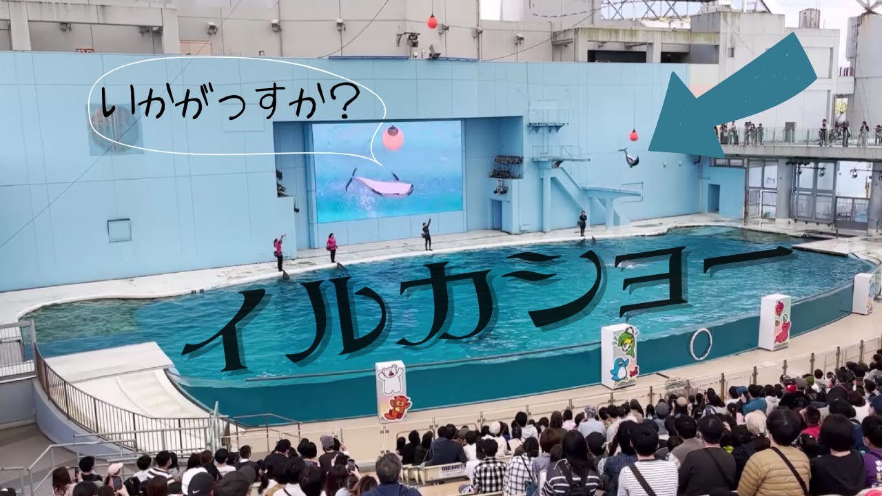 ジャンプたっか!!】#八景島シーパラダイス #イルカ ショー [SUB:JP/EN