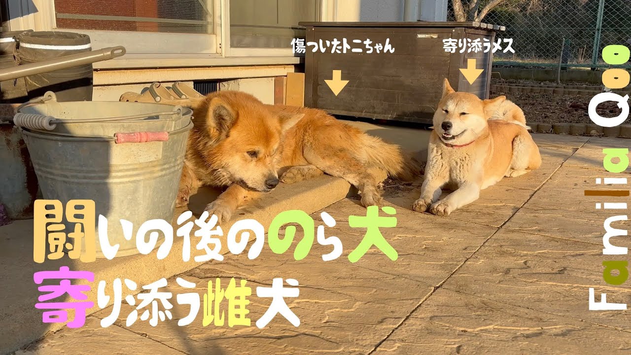 Stray dogs after a fight, a female dog snuggling up to them [M