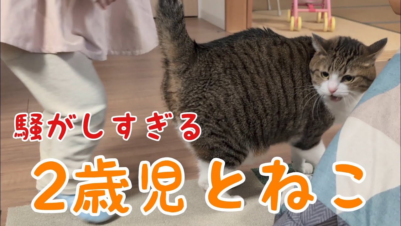 ひたすら騒がしい2歳児と猫のいる生活。vol.1303 - YouTube