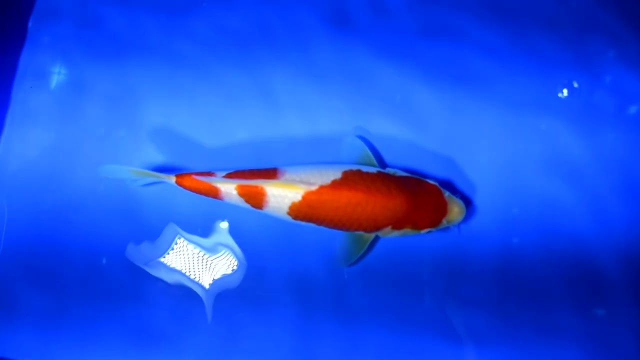 第5回ライブ鯉カップ Part II】260215-092の出品鯉のご紹介！！ - YouTube