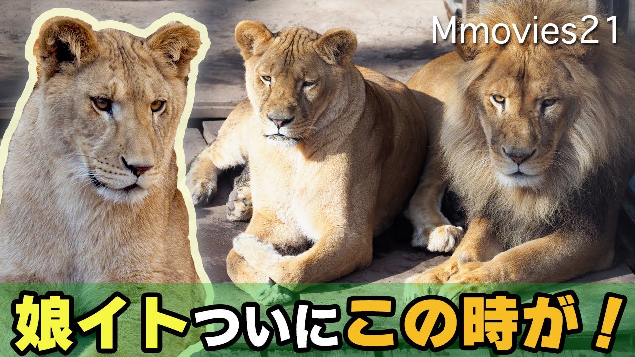 ライオン】オリトにイトから挨拶〜そして間もなく円山動物園へ引っ越し