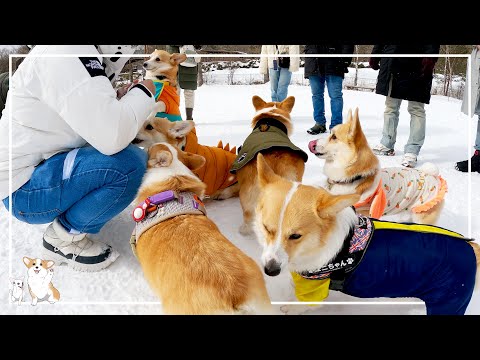 コーギーつむぎの成長日記 - YouTube