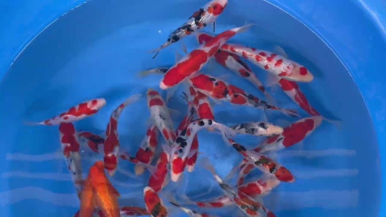 錦鯉【手取フィッシュランド】OMOSAKO×BEPPUフェア'26～別府産 当歳