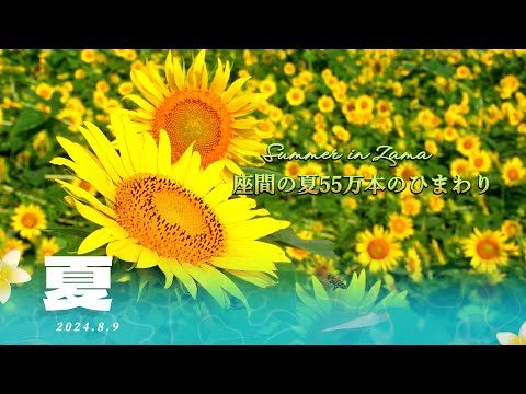 座間ひまわり畑「2024ひまわりまつり」 - YouTube