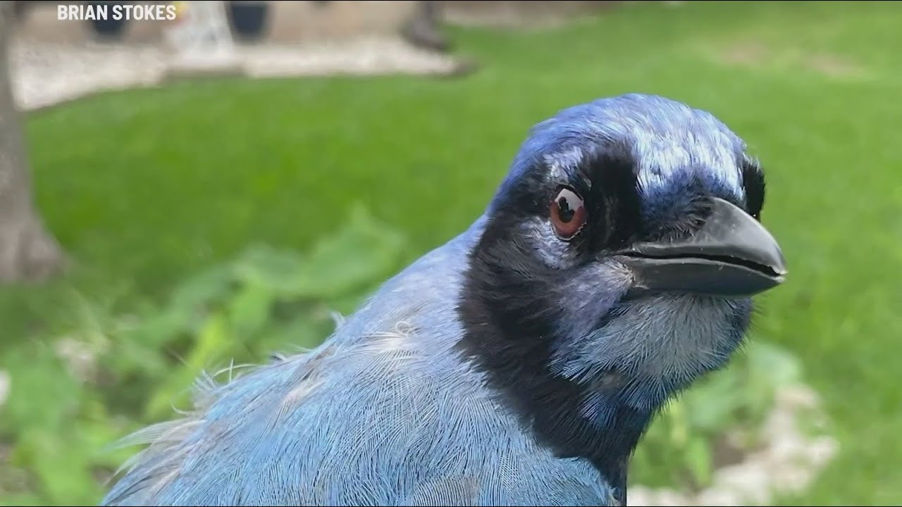 New hybrid bird discovered outside of San Antonio - YouTube