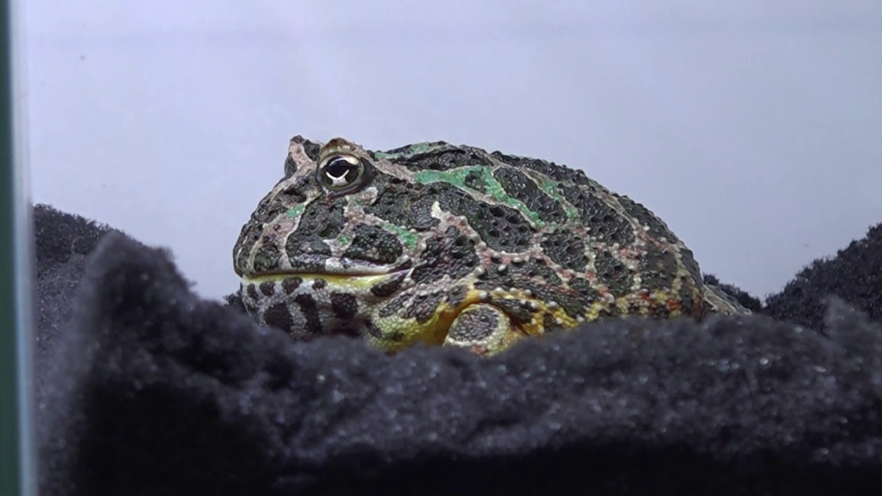ベルツノガエル Ceratophrys ornate 日本最大級の体感型カエル館