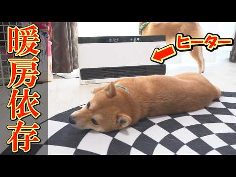 豆柴おもしろ4兄妹 - YouTube