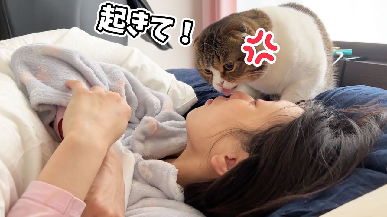 ママが起きるまで何度でも起こす猫VS休日はどうしても寝たいママ - YouTube