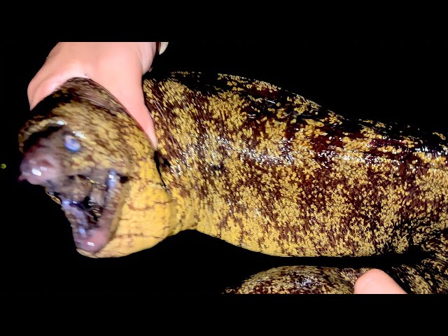 I tried making a full-course meal using a giant moray eel - YouTube