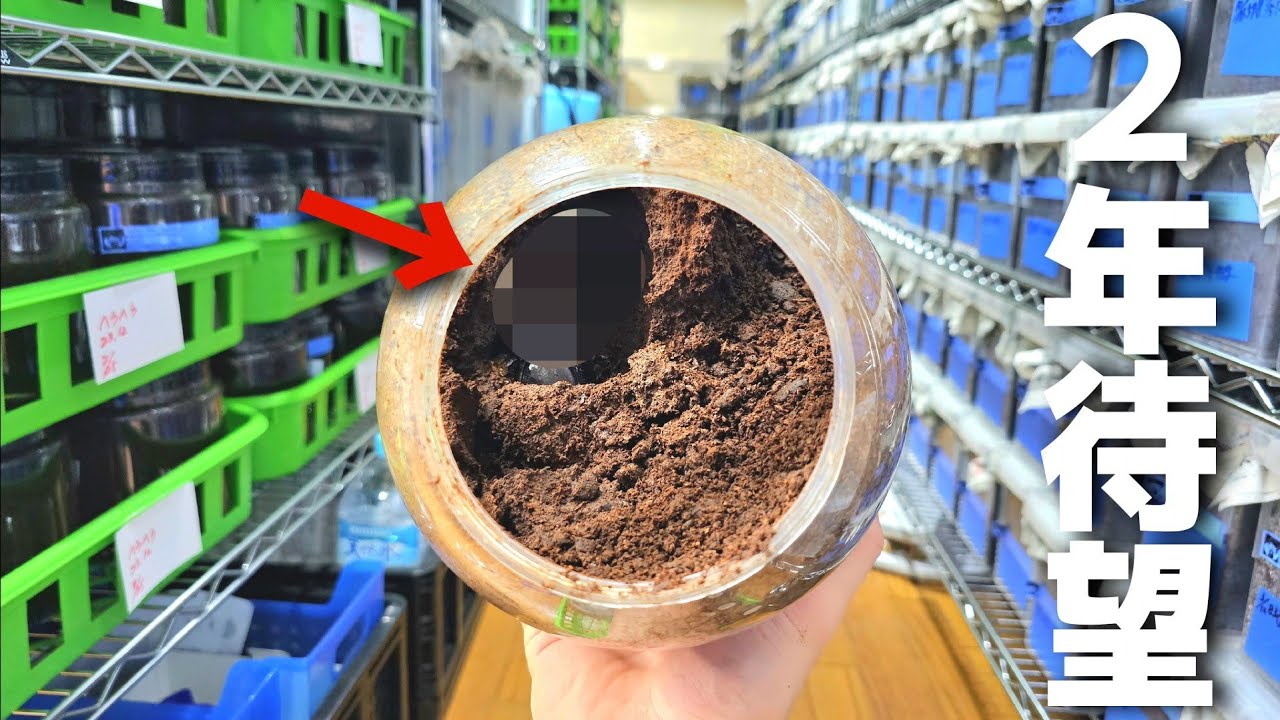 A mythical rhinoceros beetle that was sold for 1 million yen 20