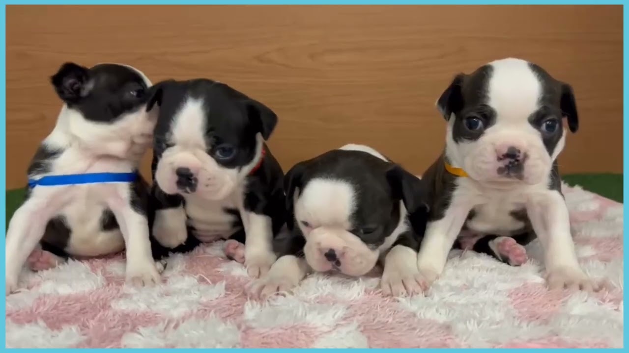 747534 ボストンテリア - YouTube