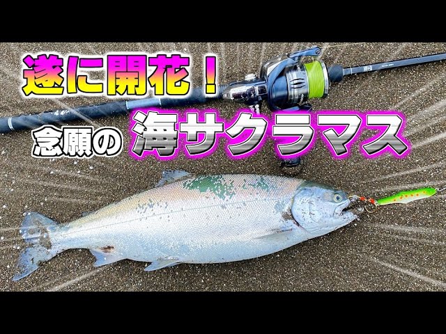 A lure that guarantees victory] A good-sized sea cherry salmon in