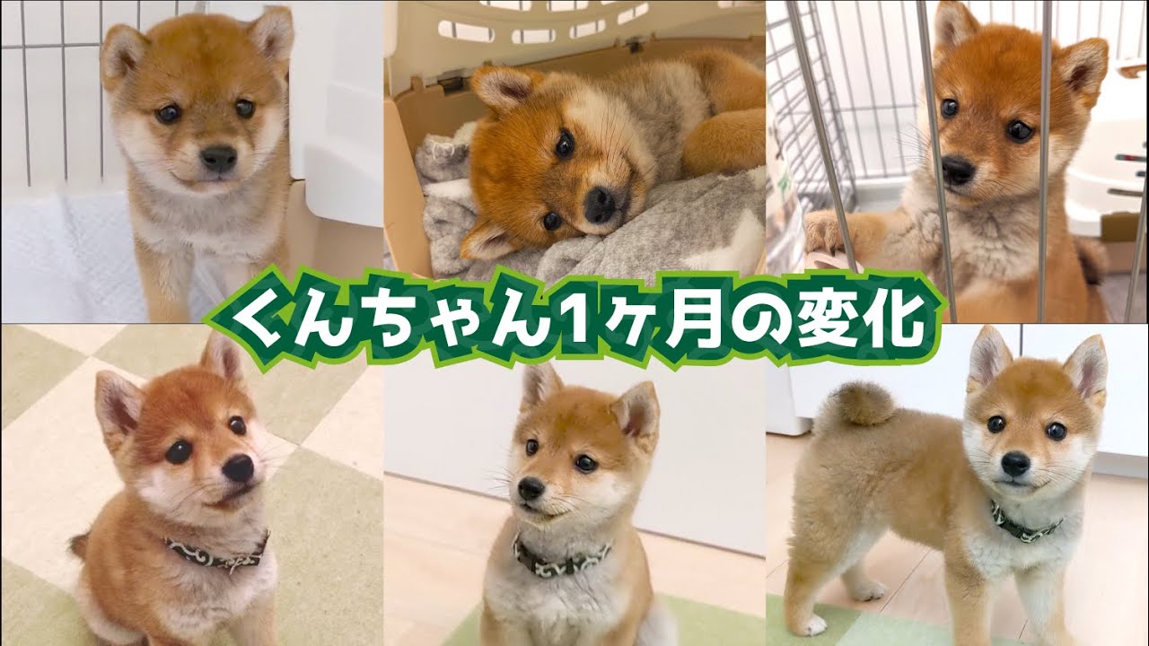 豆柴】 すごい変化！くんちゃんの1ヶ月での成長まとめ【子犬】- One