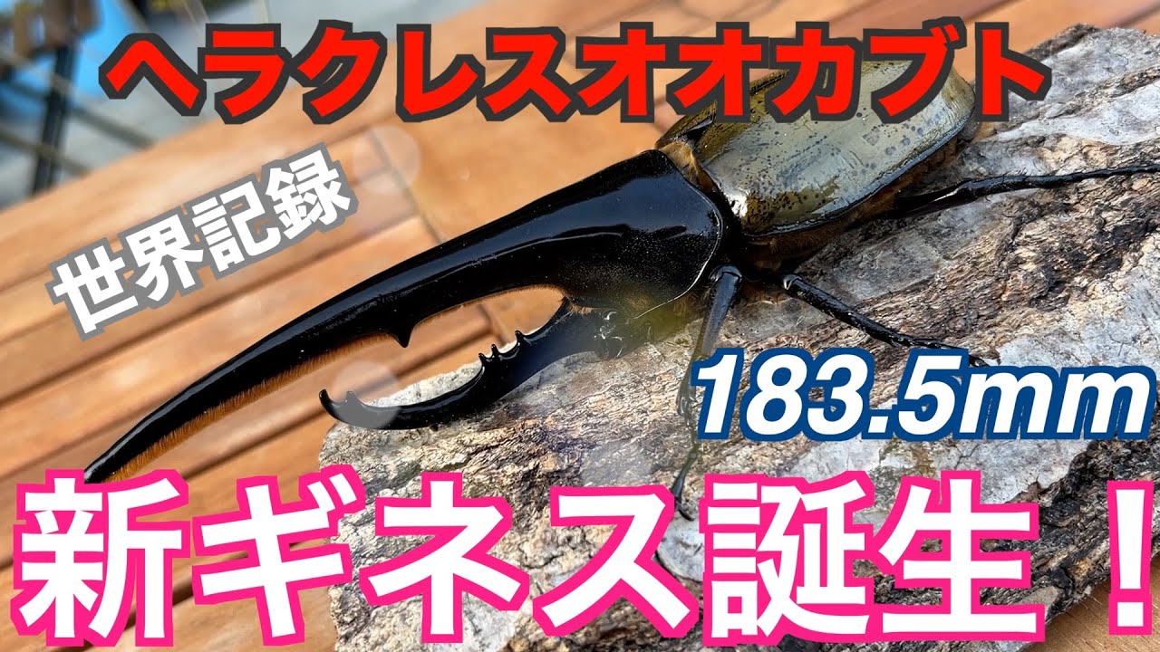 Art of Hercules] 16 Hercules Beetle New Guinness World Record