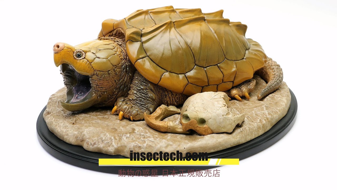 動物の惑星】「写実シリーズ」ワニガメ Macrochelys temminckii