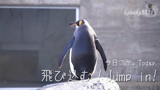 旭山動物園 勇気が必要キングペンギン42番-King penguin - YouTube