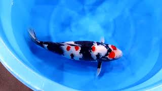 ライブ鯉初売り出し2026】260112-001の出品鯉のご紹介！！ - YouTube