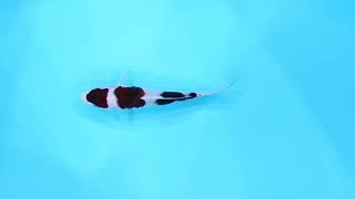 若鯉大会スペシャルオークション！】260302-042の出品鯉のご紹介