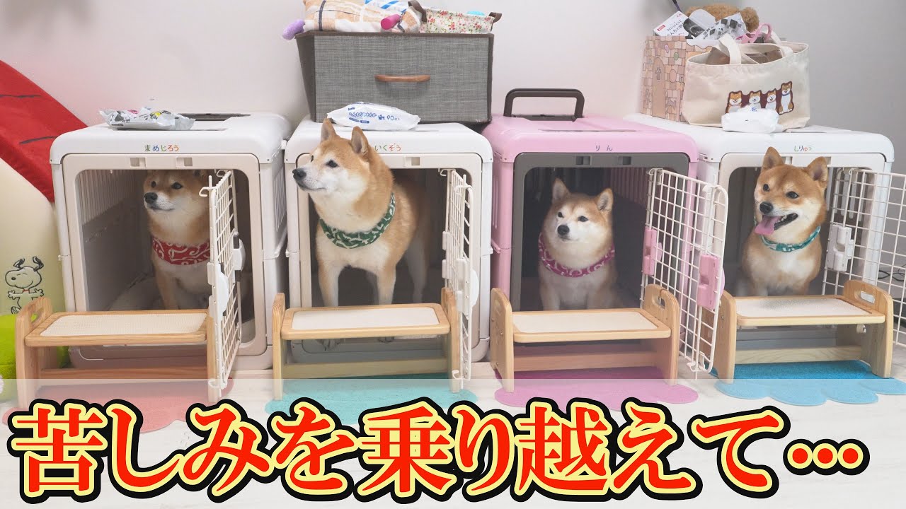 ♯Gvi05HJ豆しばすてーしゅなりーぱーと2人気4種 ♯Gvi05HJ豆しばすて