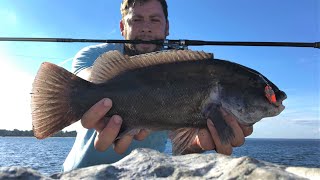 Countless BLACKFISH in an Hour!!! 10/14/21 Surf Fishing Long