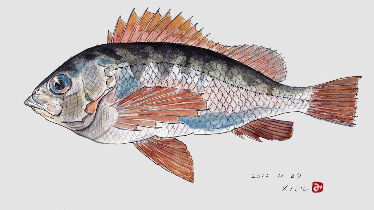 魚絵 / Fish sketch - YouTube