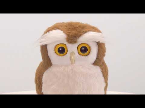 開運アドバイザー「ハッピーふくろう」 - YouTube