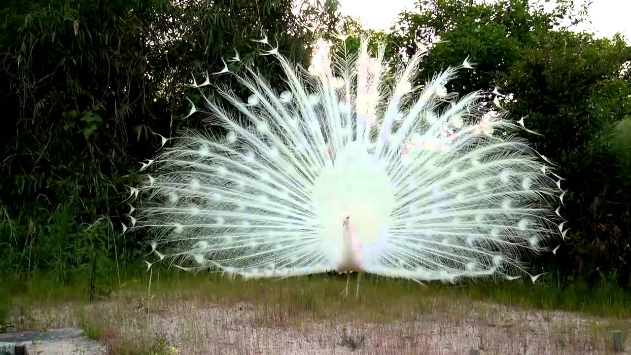 maxresdefault.jpg?sqp=-