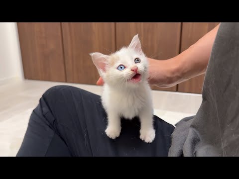 I brought home an injured 1-month-old kitten who was hissing, but