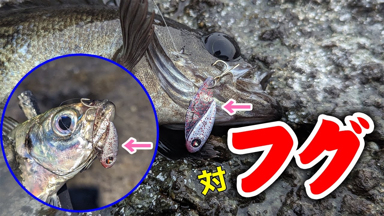 アジング・メバリング】持ってて損なし！フグ対策にオススメのハード