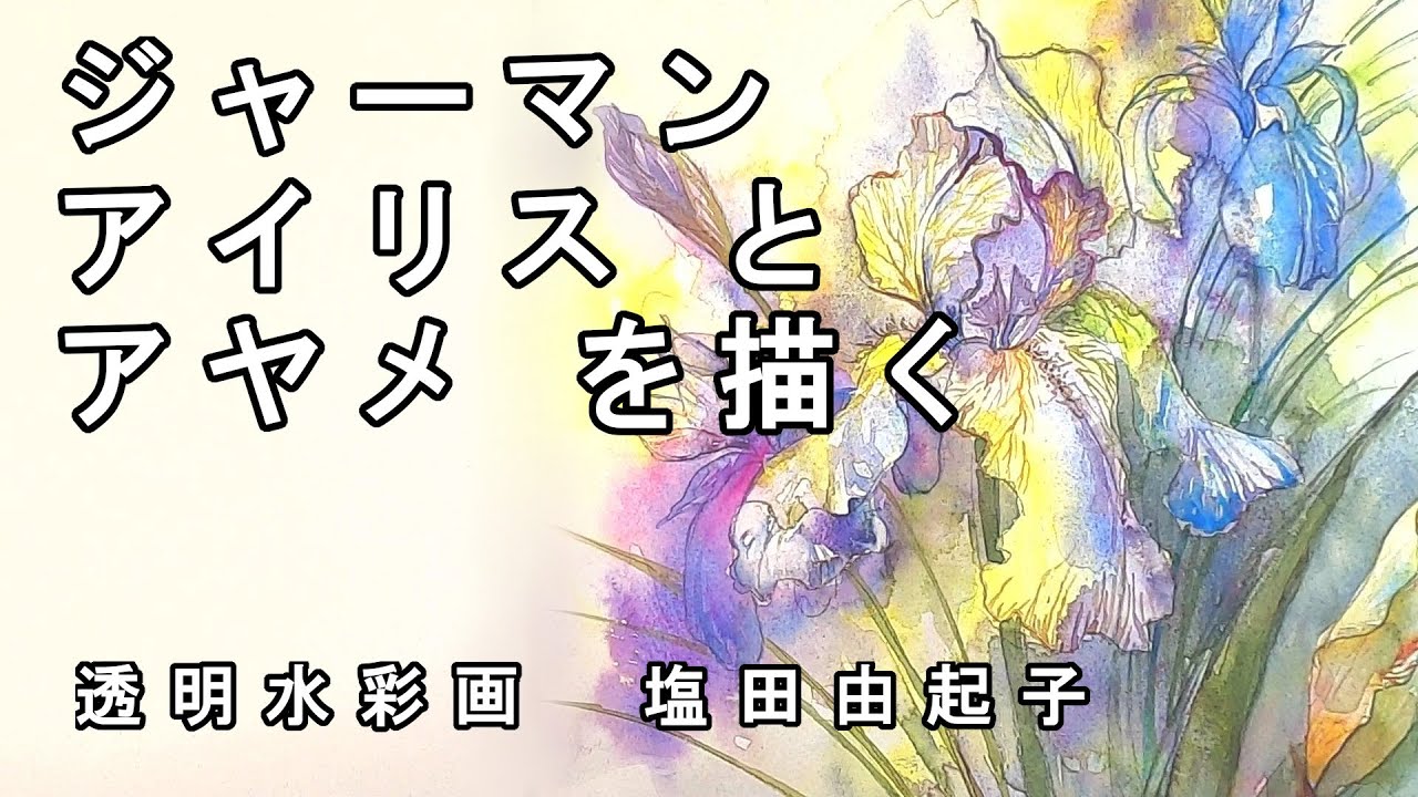 Transparent watercolor painting] Drawing German irises and