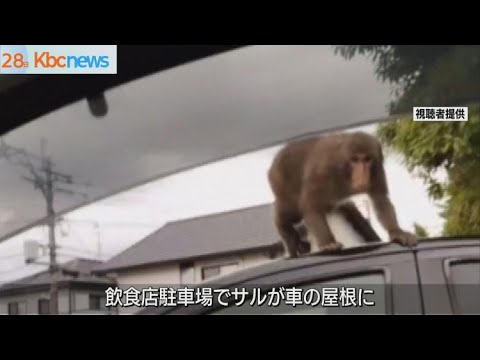 車の屋根の上に…福岡市早良区でサルの目撃が相次ぐ - YouTube