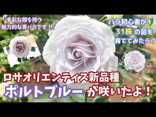 ロサオリエンティス新品種ポルトブルーの1番花が開花/絵画のように