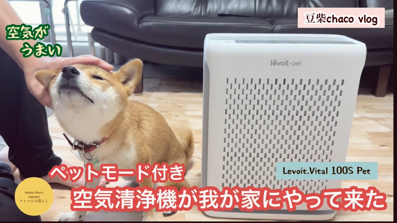 An air purifier with a pet mode has arrived in my home. Test video