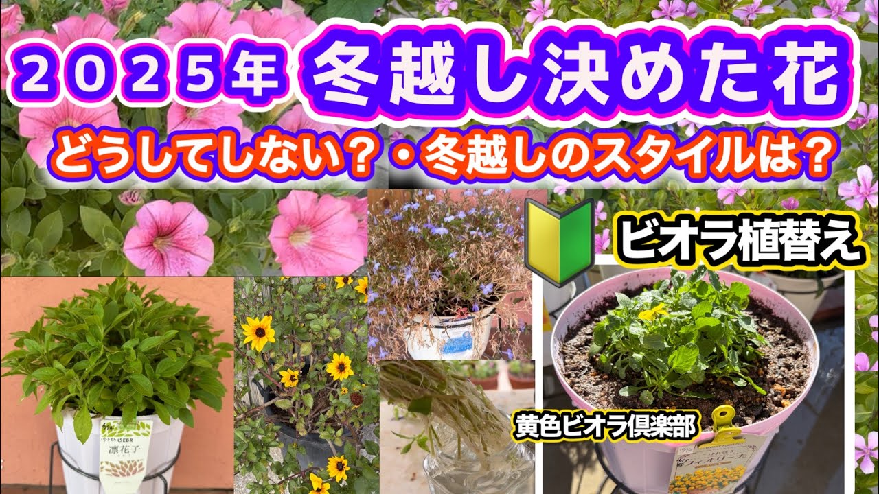 Flowers that I've decided to overwinter in 2025] [Viola repotting