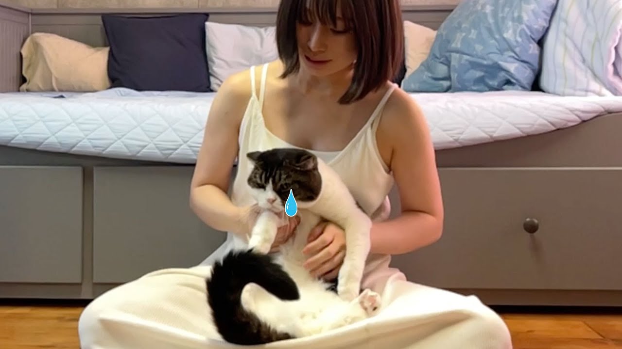 ママの実家に来た猫がガチ凹みしちゃいました…涙 - YouTube