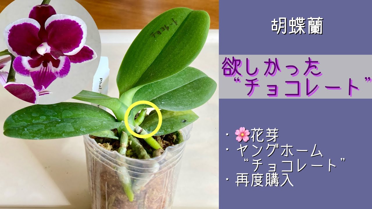 November 22, 2025 - I bought the mini Phalaenopsis orchid Young