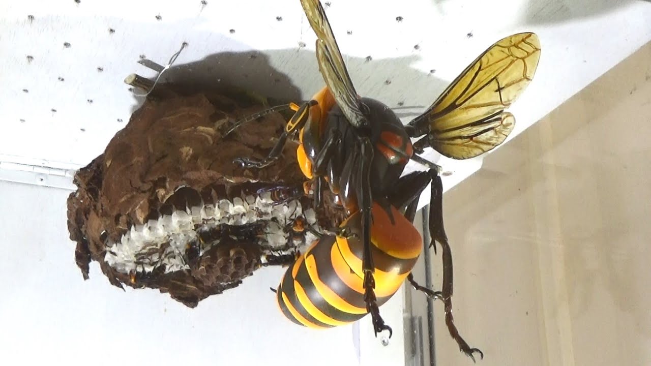 This is what happens when you bring a giant hornet close to a