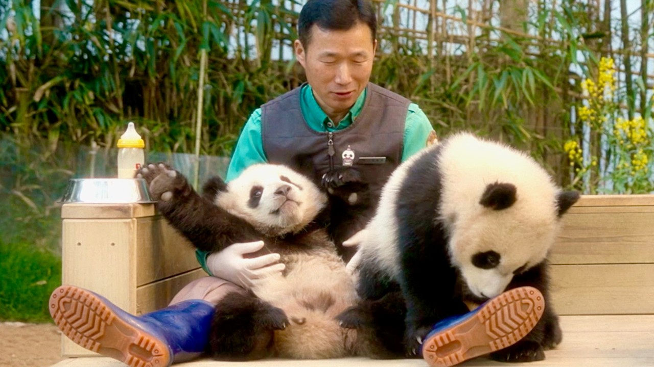 Korea #2-8] Everland Panda edition. Le Baoo, Ai Bao, Fu Bao